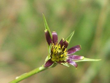 Tragopogon porrifolius /  Barba di becco viola